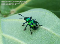 /album/colourful-insects/insect-16-photograph-by-shantanu-kuveskar-jpg/